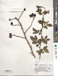 Rosa canina image