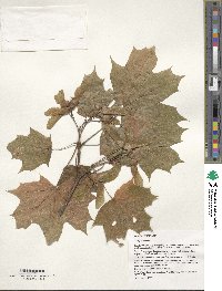 Acer platanoides image