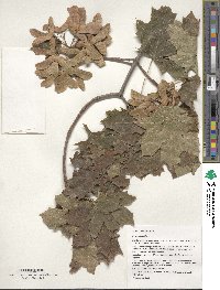 Acer platanoides image