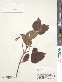 Acer tataricum image