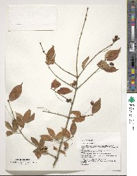 Euonymus verrucosus image