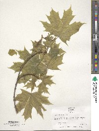 Acer platanoides image