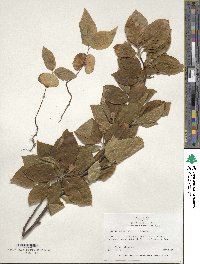 Fagus orientalis image