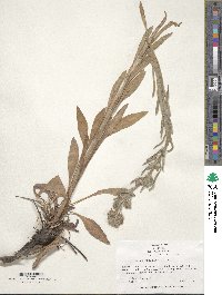 Cynoglossum officinale image