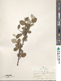 Cotoneaster integerrimus image