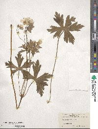 Geranium maculatum image