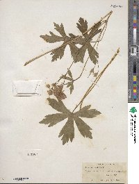 Geranium maculatum image