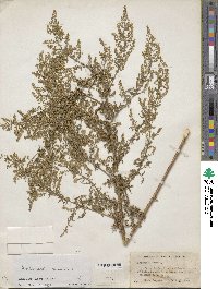 Artemisia annua image