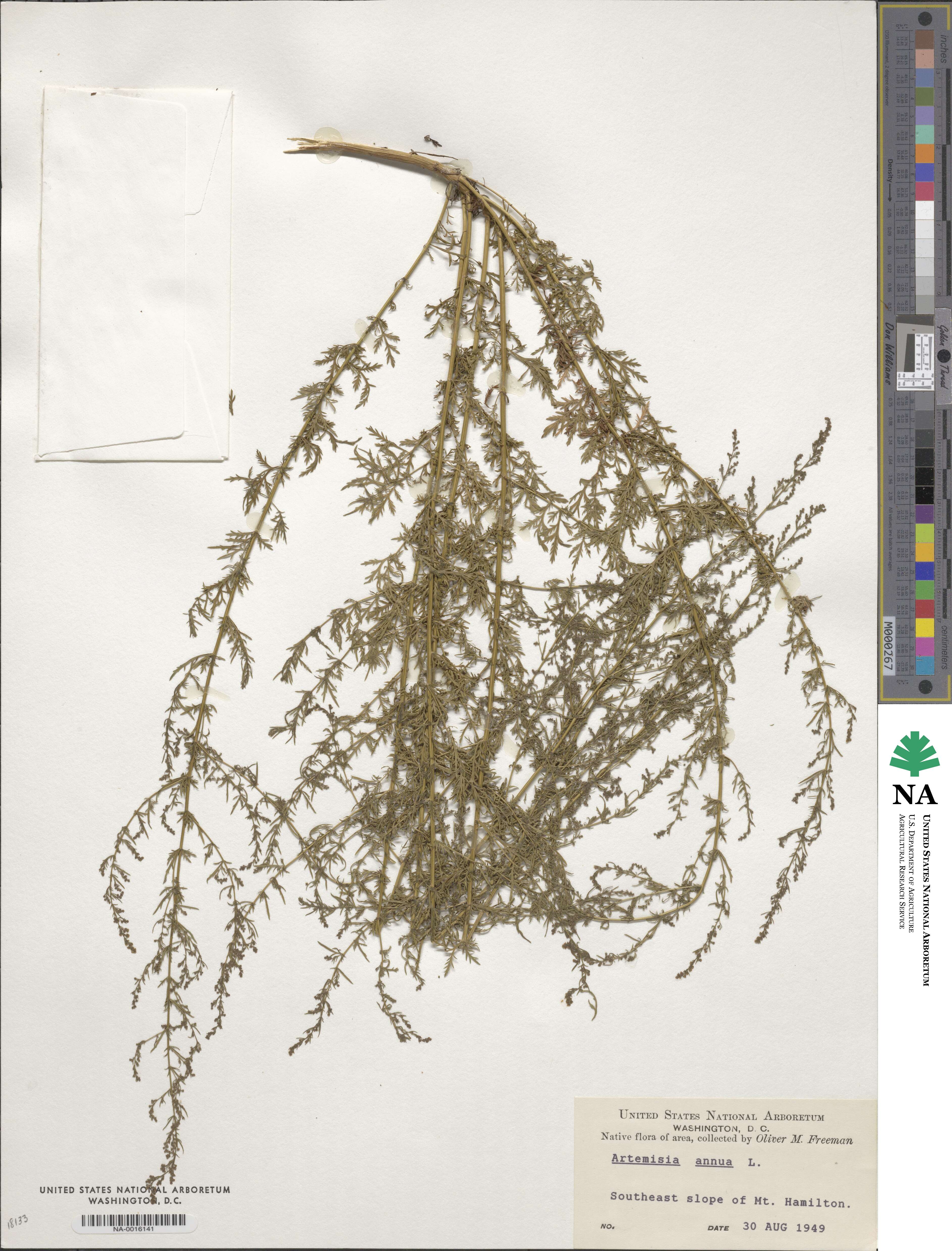 Artemisia annua image