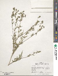 Artemisia annua image