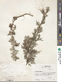 Artemisia vulgaris image