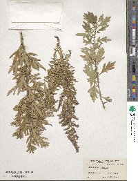 Artemisia vulgaris image