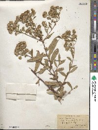 Aster puniceus image