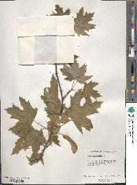 Acer saccharum image