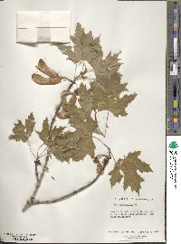 Acer saccharum image