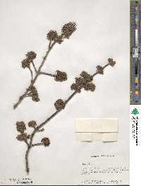 Acer rubrum image