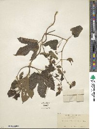 Humulus scandens image