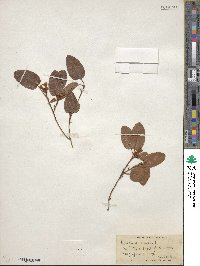 Epigaea repens image