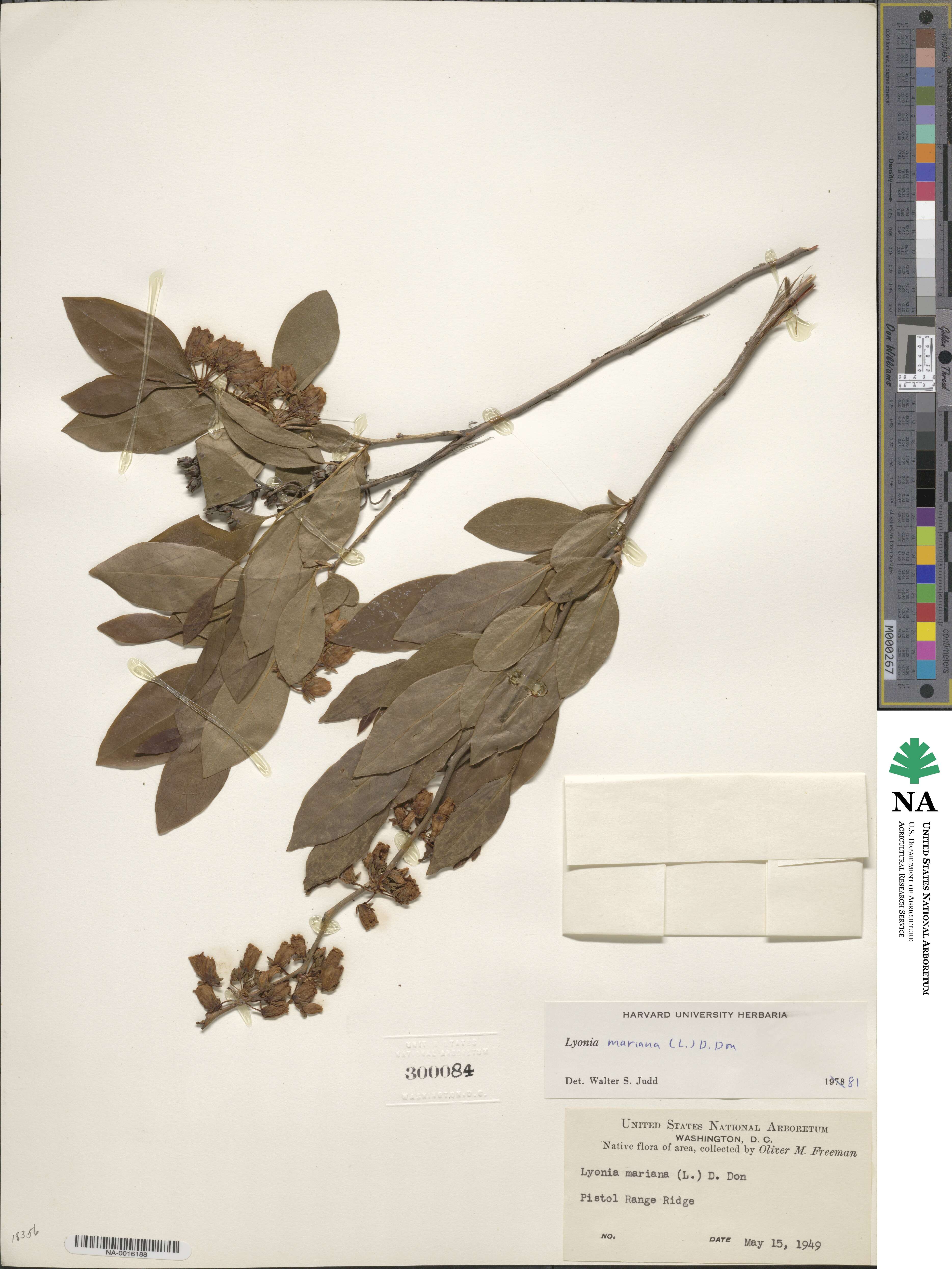 Lyonia mariana image