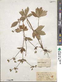 Sanicula canadensis image