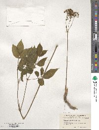 Image of Aralia nudicaulis