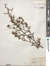 Ludwigia alternifolia image