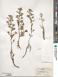 Ludwigia palustris image