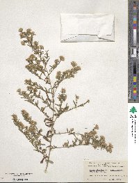 Aster simplex image