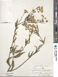 Erigeron annuus image