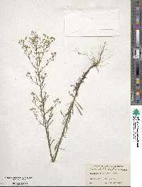 Erigeron canadensis image