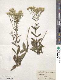 Eupatorium album image