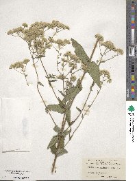 Eupatorium pilosum image