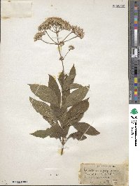 Eupatorium purpureum image