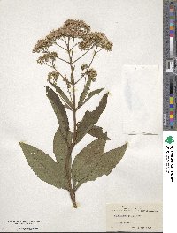 Eupatorium purpureum image