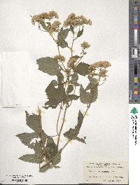 Eupatorium rugosum image