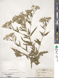 Eupatorium serotinum image