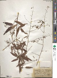 Desmodium paniculatum image