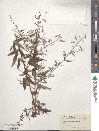 Desmodium paniculatum image