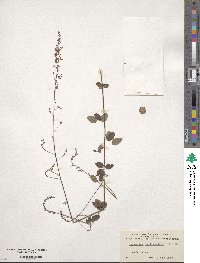 Desmodium marilandicum image