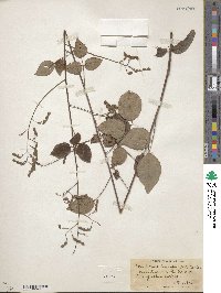 Desmodium laevigatum image