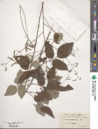 Desmodium laevigatum image