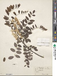 Robinia pseudoacacia image