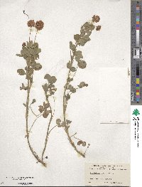 Trifolium hybridum image