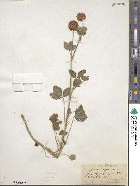 Trifolium hybridum image