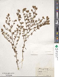 Trifolium arvense image