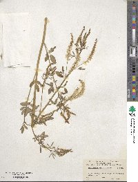 Melilotus officinalis image