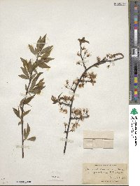 Prunus americana image