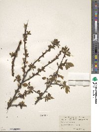 Prunus americana image