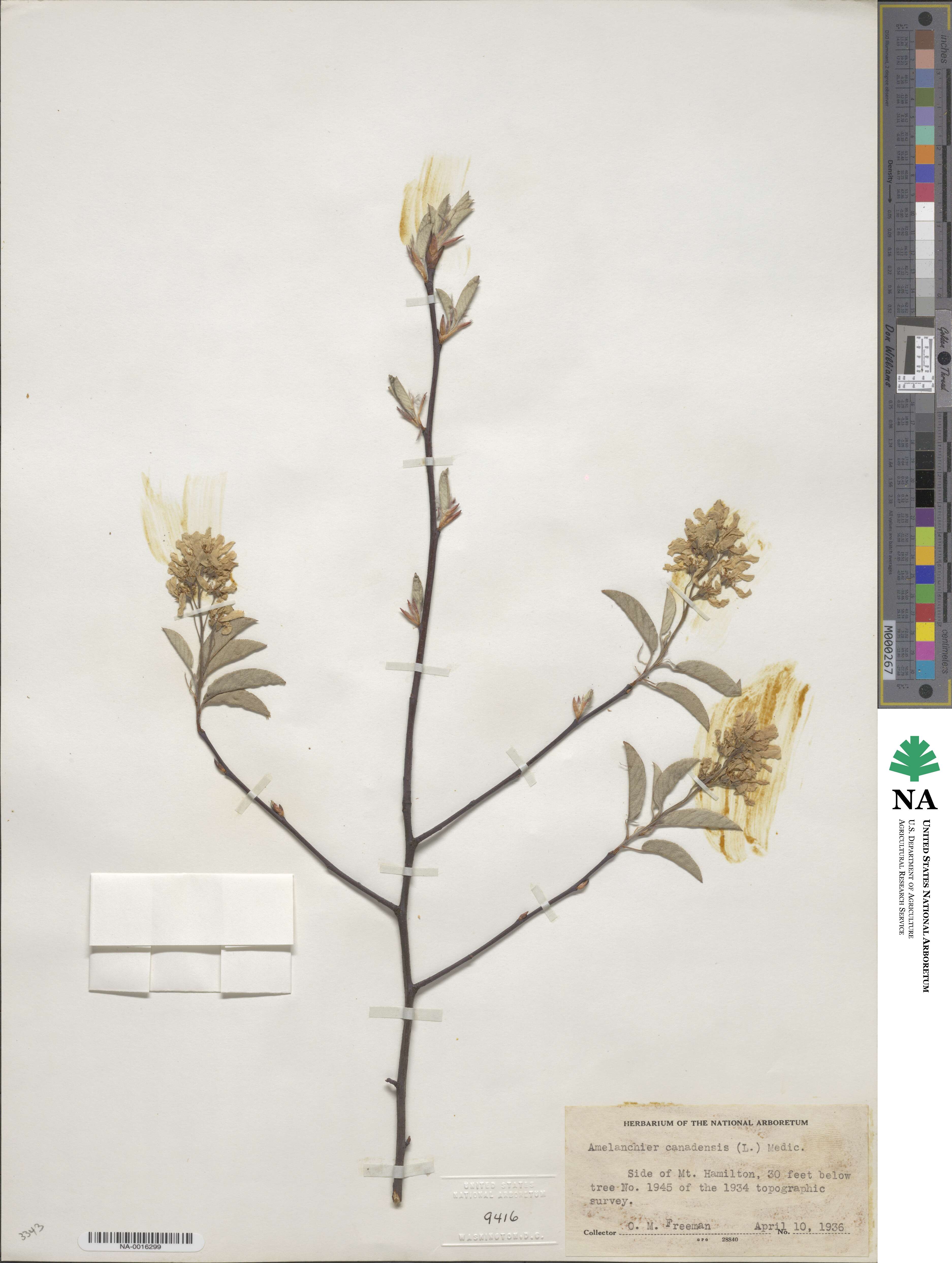 Amelanchier canadensis image