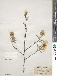 Amelanchier canadensis image